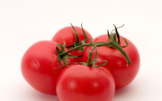 Septoriová skvrnitost rajčete