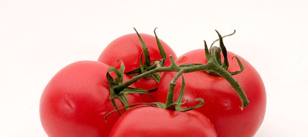 Septoriová skvrnitost rajčete