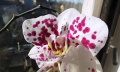 Zalévání orchidejí