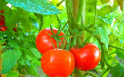 Jak připravit půdu pro pěstování rajčat