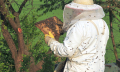 Jak chovat včely